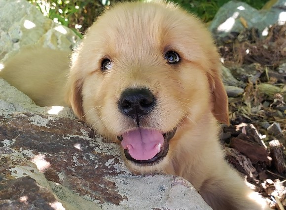 A Cute Puppy With Happy Face Golden Havoc Kennels