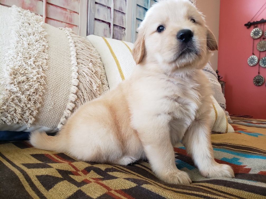 A golden retriever puppy sitting on a bed.