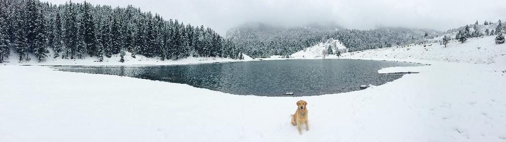 Adult Dog Sat In The Snow Golden Havoc Kennels