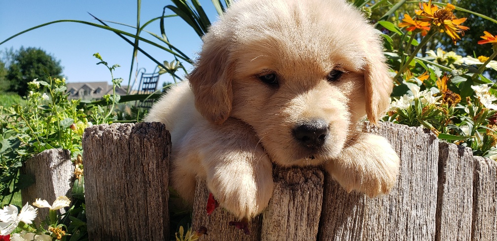 A Brown Color Fur Puppy on the Fence