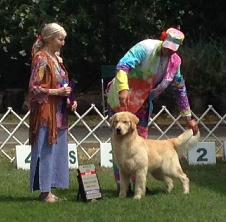 Two people standing next to a golden retriever at a dog show.