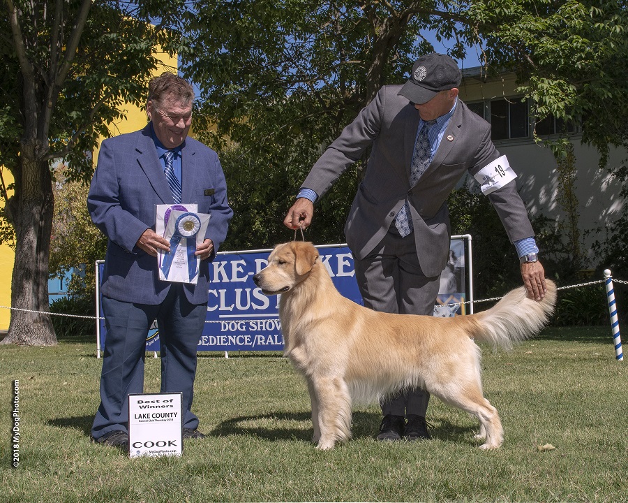 A man in a suit is standing next to a golden retriever.