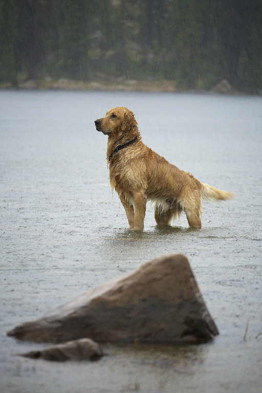 Adult Dog Standing Under The Rain