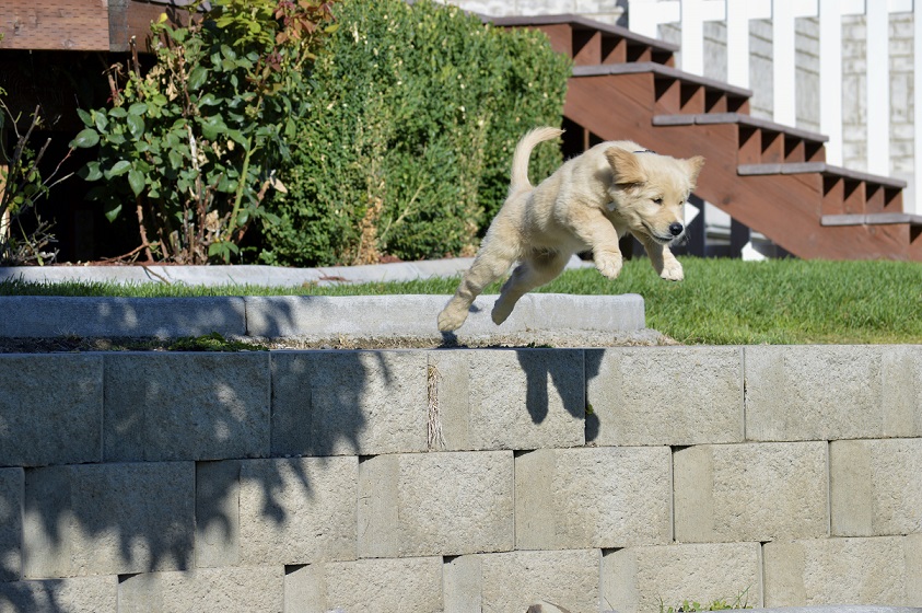 Adult Dog Jumping From The Height