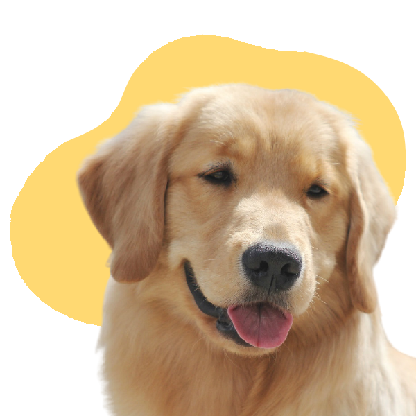 Block head golden retriever hot sale breeders