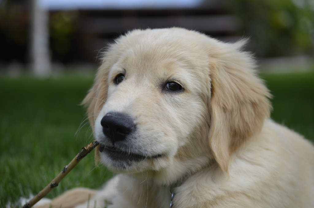 Dog With Stick In Its Mouth Golden Havoc Kennels