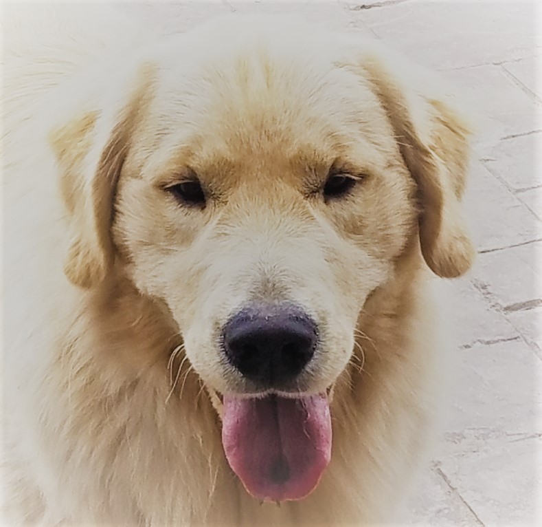 A golden retriever with his tongue out.