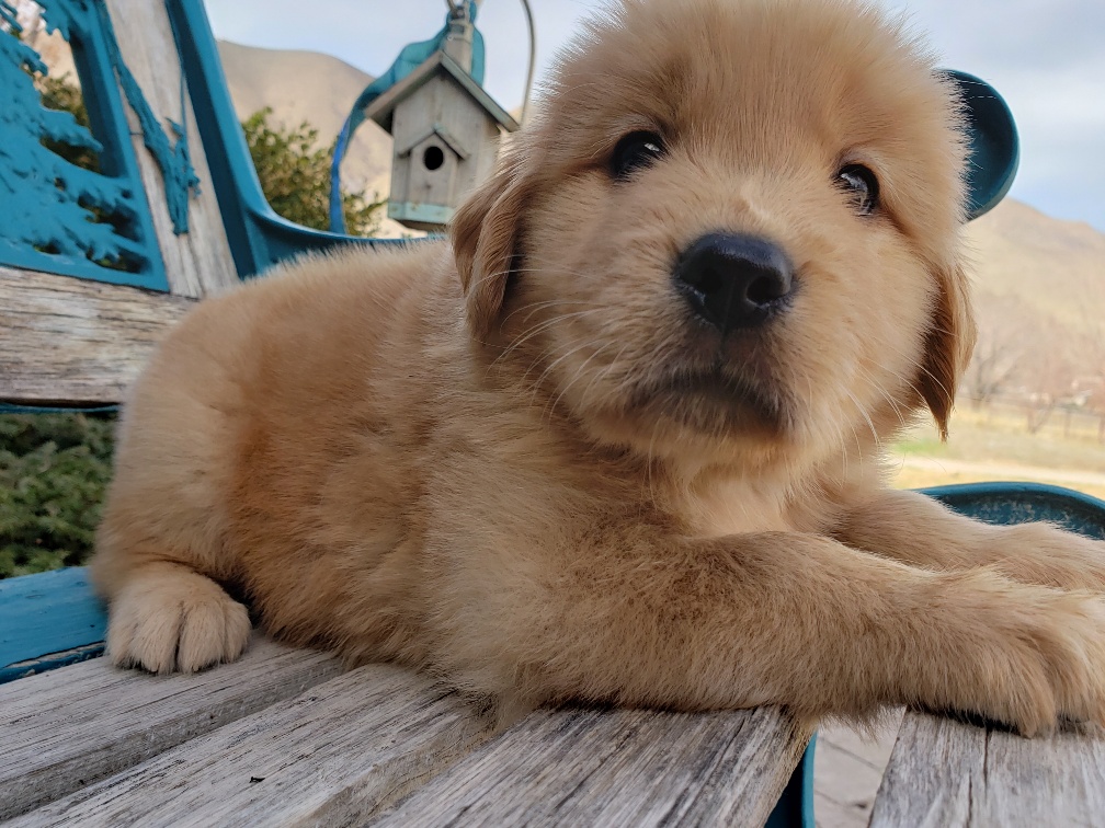 A golden retriever puppy laying on a wooden bench.