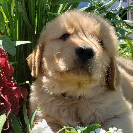 Stout Puppy Under The Grass Golden Havoc Kennels