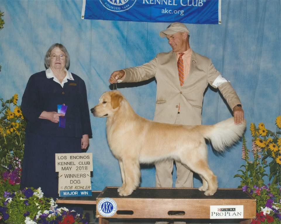 A golden retriever being judged at a dog show.