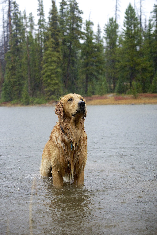 Cherished Adult Dog In The Rain