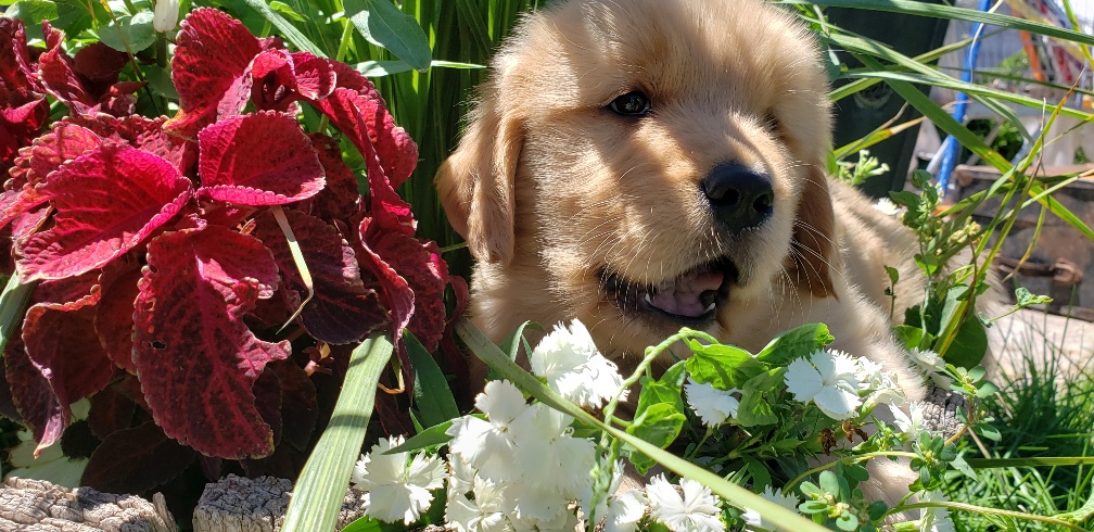 Puppy Sat In Between Tiny Plants