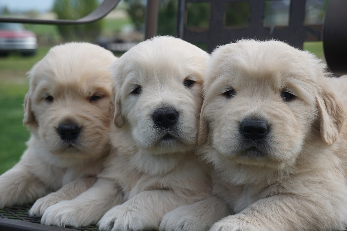 Three golden retriever puppies