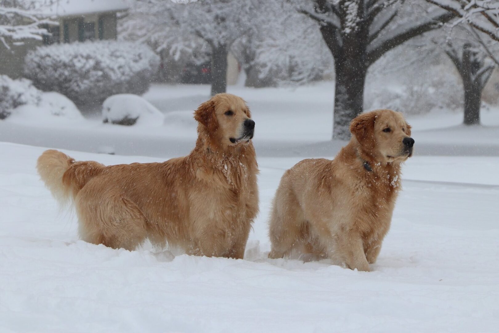 Hoffa And Brando In The Snow Golden Havoc Kennels