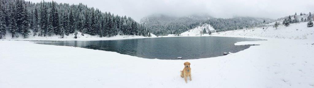 Long view of a dog sitting in the snow