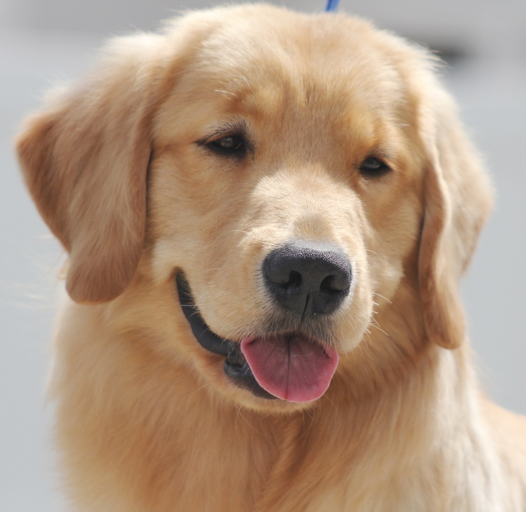 A golden retriever is looking at the camera.