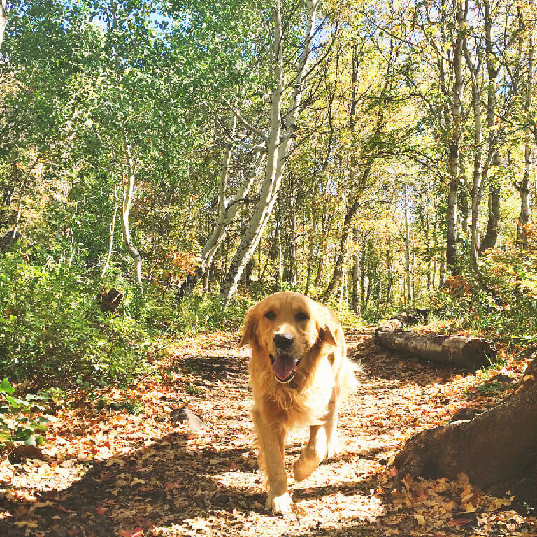 Dog Walking In The Forest Golden Havoc Kennels