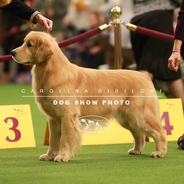 A golden retriever is being judged at a dog show.