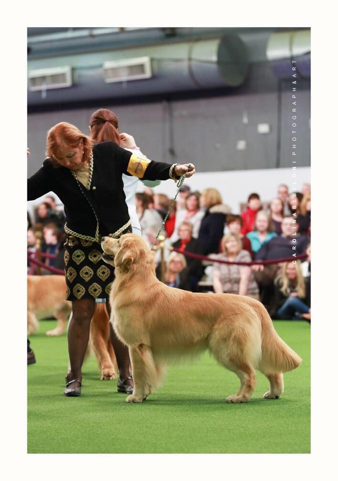 A woman is holding a golden retriever at a dog show.