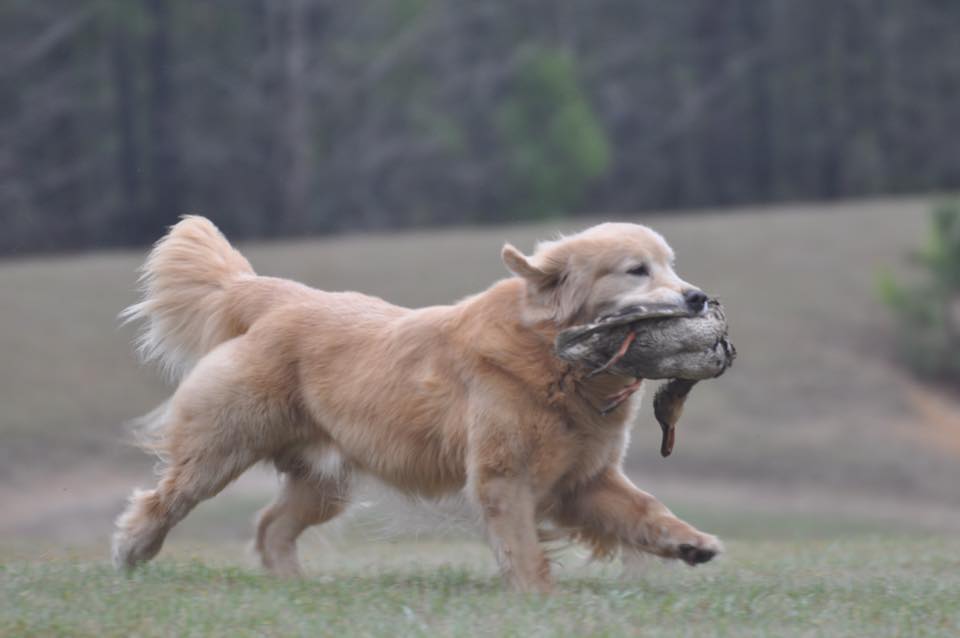 A golden retriever carrying a duck in its mouth.