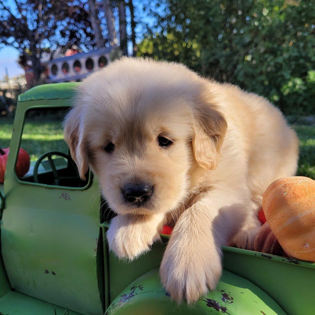 A golden retriever puppy sitting in the back of a green truck.