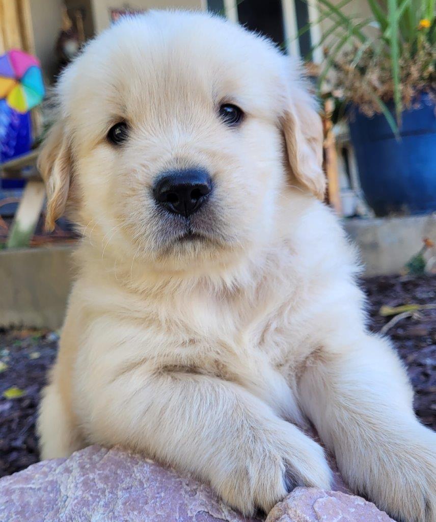 A golden retriever puppy laying on top of a rock.