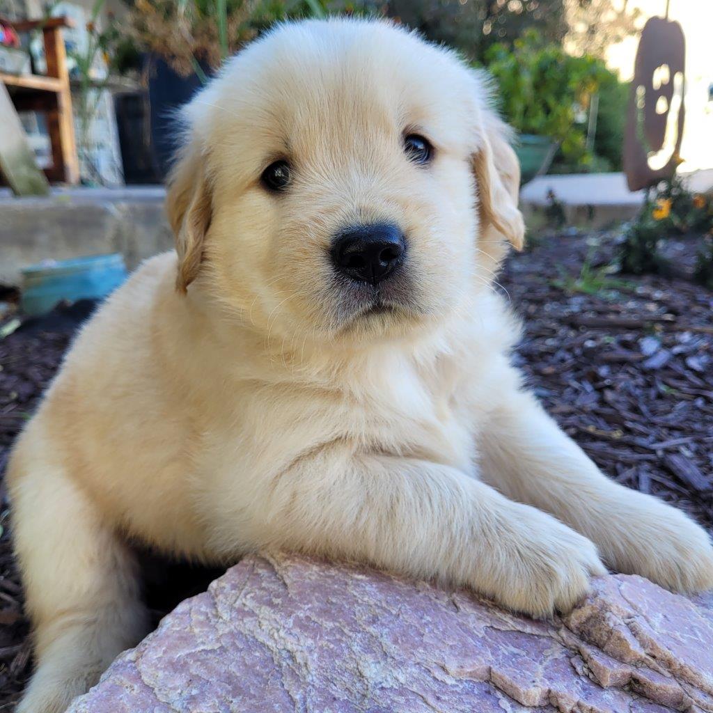 A golden retriever puppy sitting on a rock.