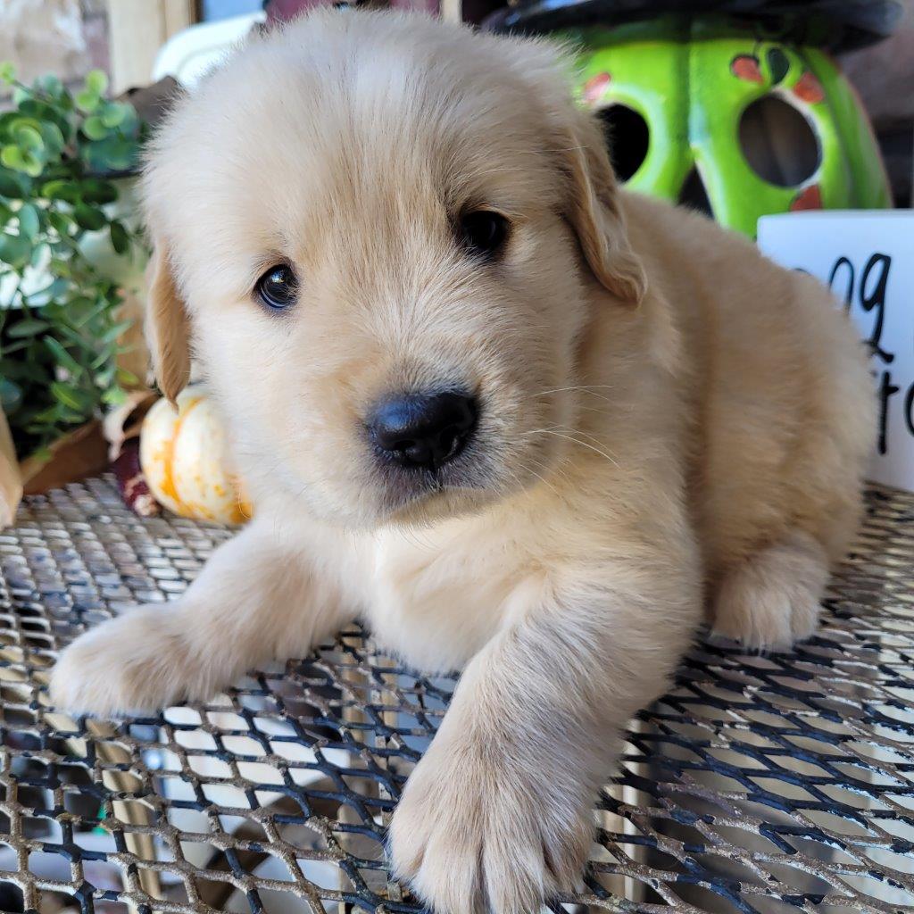 A golden retriever puppy sitting on a metal table.