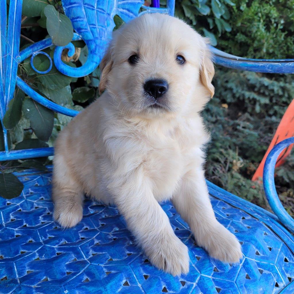 A golden retriever puppy sitting on a blue chair.