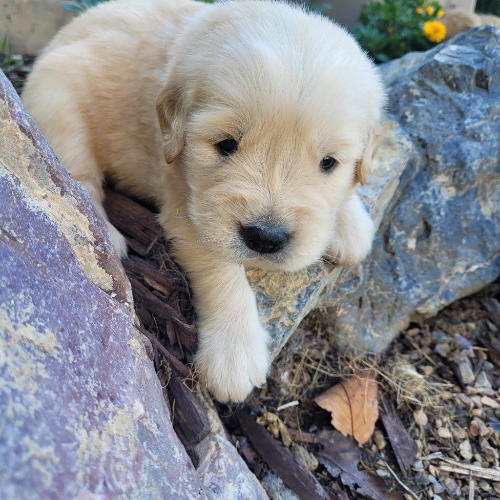 A golden retriever puppy laying on a rock.