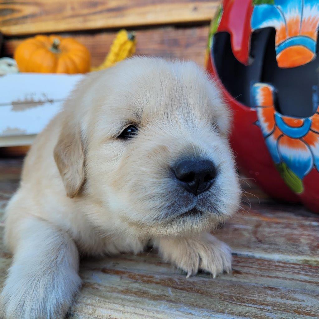 A golden retriever puppy laying on top of a pumpkin.