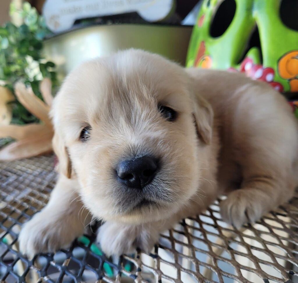 A golden retriever puppy laying on a metal table.