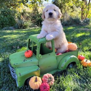 A golden retriever puppy sitting in a green truck with pumpkins.