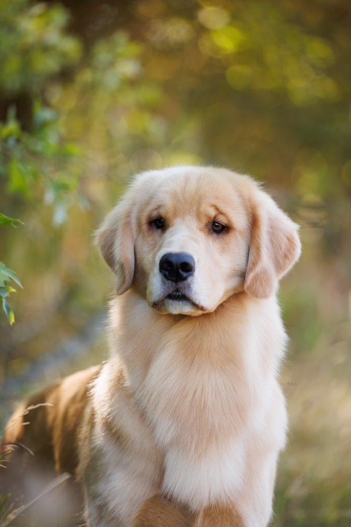 A golden retriever dog is standing in a field.