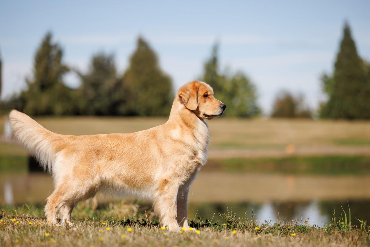A golden retriever standing in front of a lake.