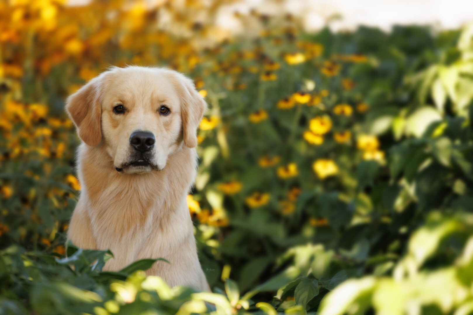 A golden retriever standing in a field of flowers.