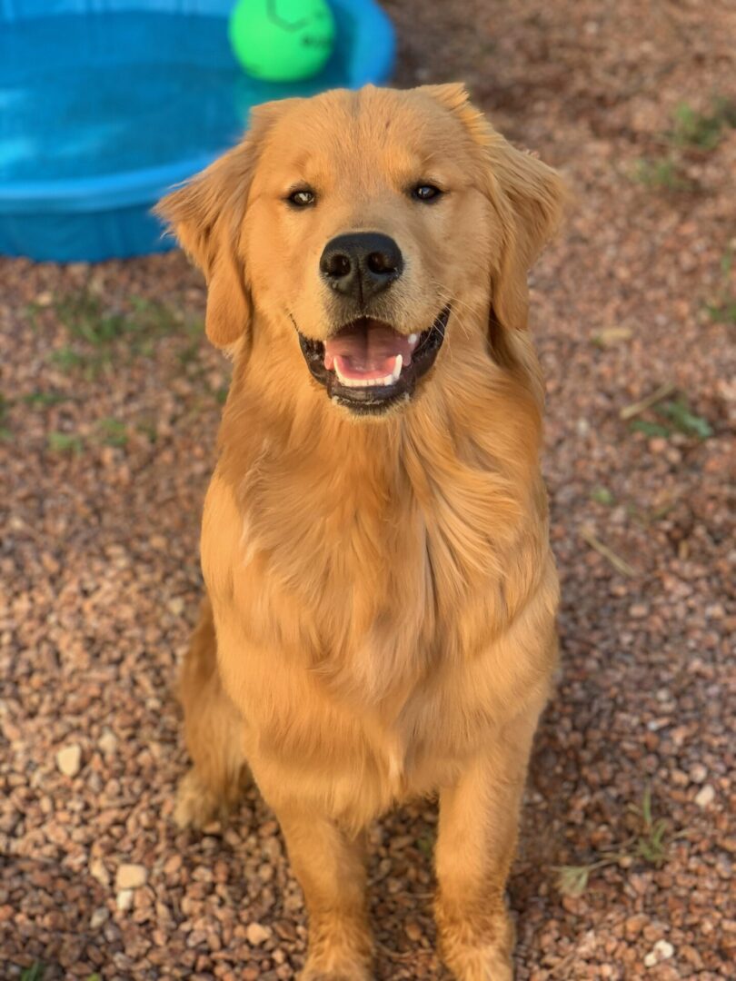 Golden Retriever sits outside smiling.