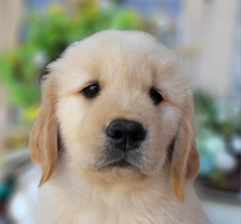 Golden Retriever Puppies - Golden Havoc Retrievers