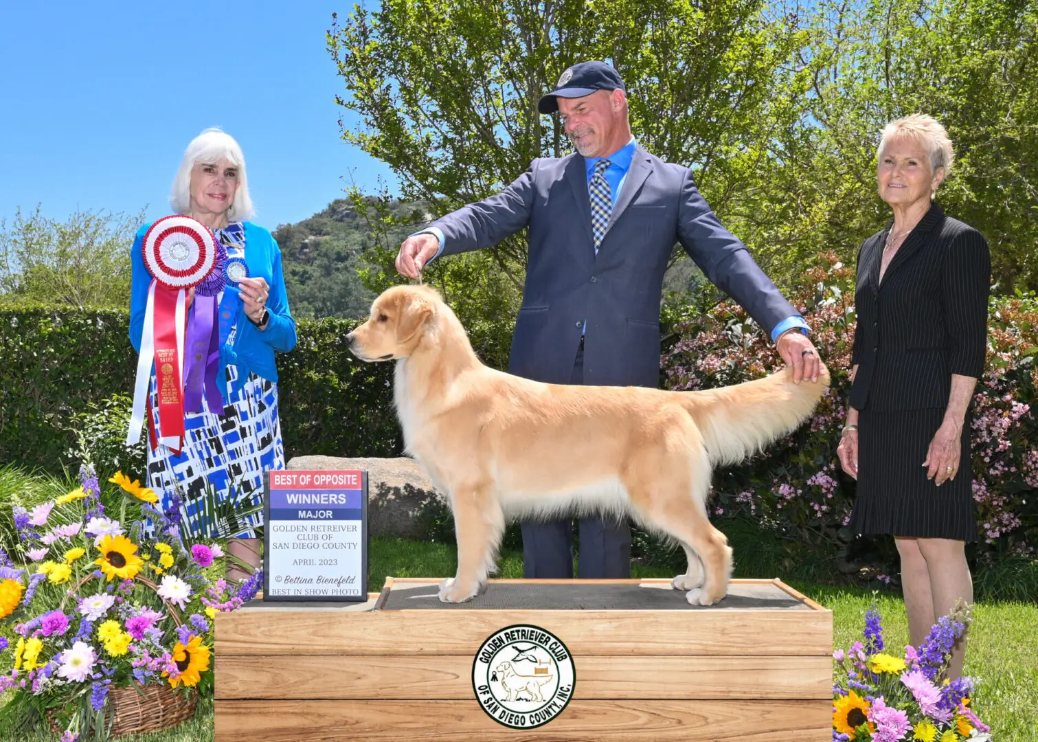 Golden Retriever in show ring with judge and handler.